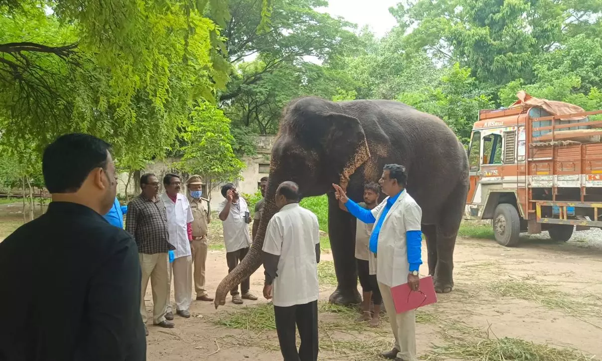 Elephant Roopavati Declared Fit for Muharram and Bonalu Processions