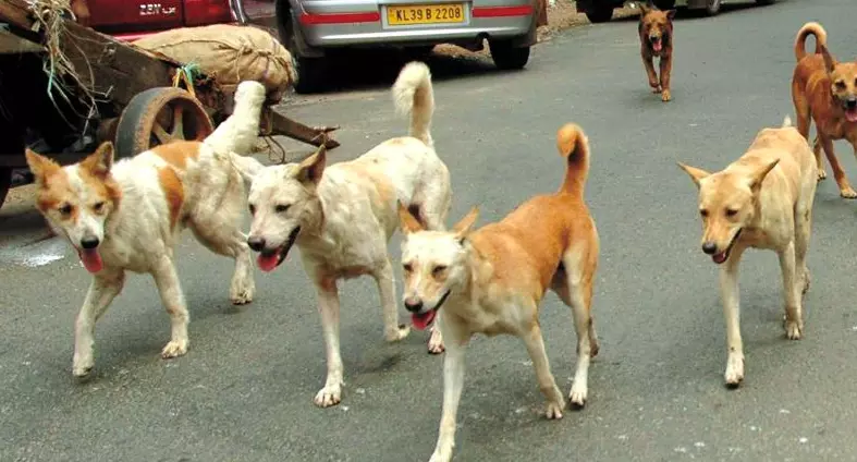 Telangana: 7-yr-old boy attacked by stray dogs in Jagtial Telangana: 7-yr-old boy attacked by stray dogs in Jagtial