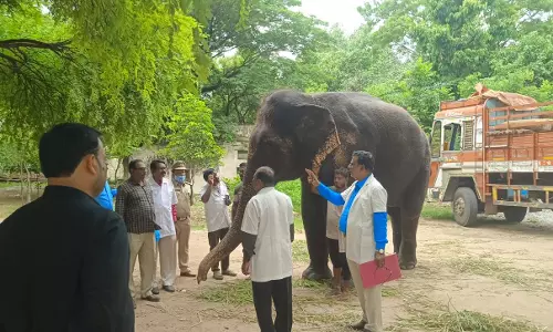 Elephant Roopavati Declared Fit for Muharram and Bonalu Processions
