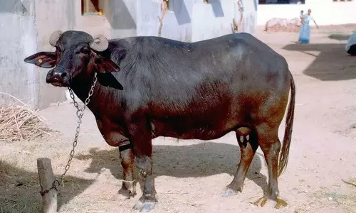 Police book case over youth having sex with buffalo Police book case over youth having sex with buffalo