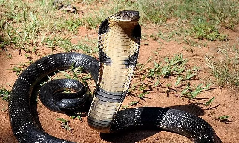 How a Century-Old Drug Could Revolutionise Cobra Bite Treatment