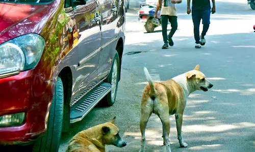 Telangana: Civic body kills mad dog that injured 28 in Huzurabad