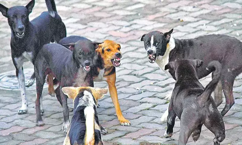 Vets Warn Public to Avoid Stray Dogs Amid Mating Season