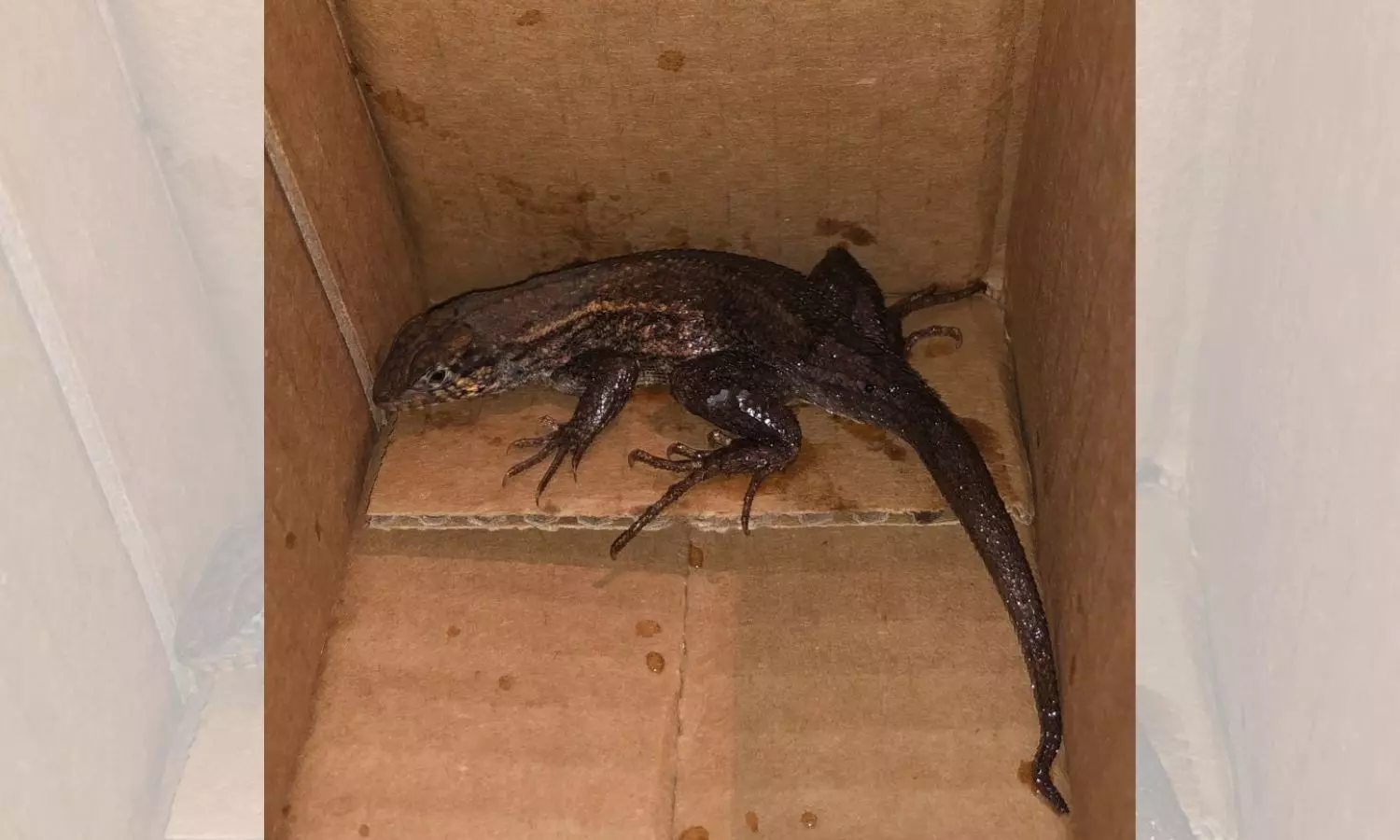 Woman orders Air fryer on Amazon; receives lizard in package Woman orders Air fryer on Amazon; receives lizard in package
