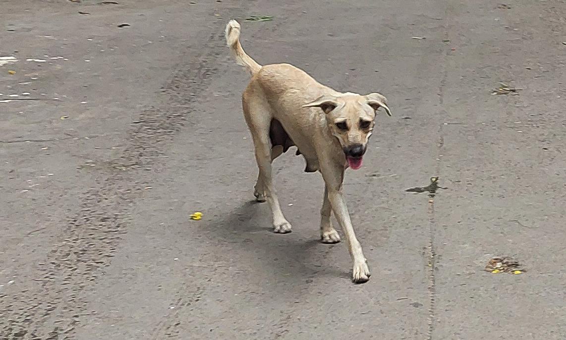Hyderabad: Child Attacked by Stray Dog Hyderabad: Child Attacked by Stray Dog