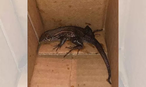 Woman orders Air fryer on Amazon; receives lizard in package