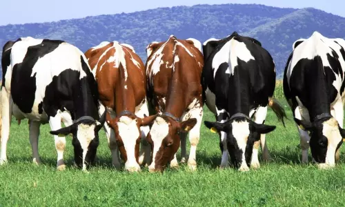 Challenges faced by dairy farmers during the rainy season