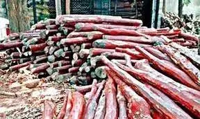 Andhra Pradesh: 13 Red Sanders Smugglers Arrested in Crackdown Andhra Pradesh: 13 Red Sanders Smugglers Arrested in Crackdown