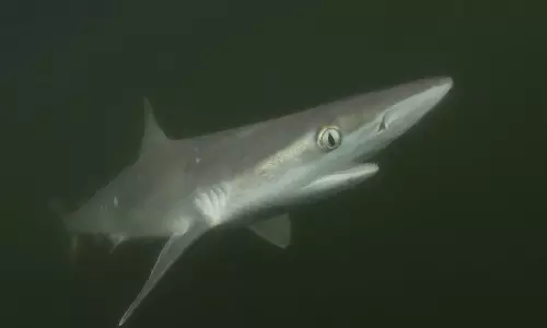 Cocaine cocaine everywhere 13 sharks none spared