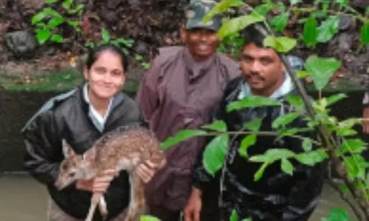 Foresters Rescue Baby Deer From Being Washed Away