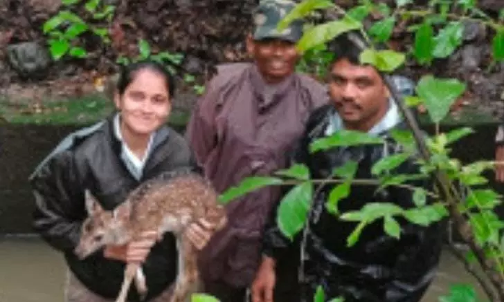 Foresters Rescue Baby Deer From Being Washed Away