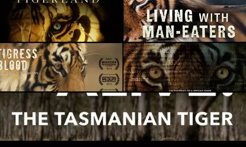 5 Roaring shows to binge on Animal Planet and discovery+ ahead of International Tiger Day
