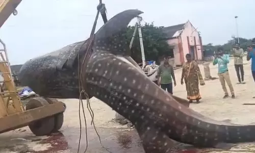 Row over fish caught by fishermen in Machilipatnam