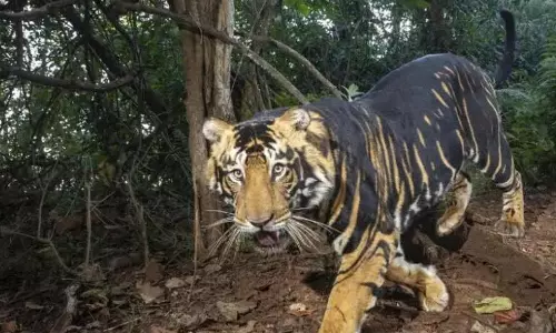Melanistic Tiger Safari in Odisha’s Similipal Getting Ready to Welcome Visitors