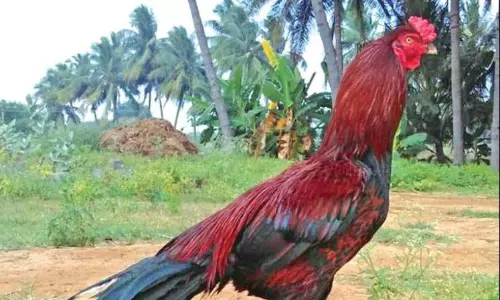 30 Fighter Roosters Stolen in Peddapalli 30 Fighter Roosters Stolen in Peddapalli