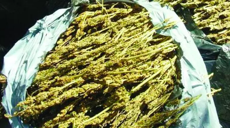 Andhra Pradesh: 17 Smugglers, Including 2 Juveniles, Held With Ganja Andhra Pradesh: 17 Smugglers, Including 2 Juveniles, Held With Ganja