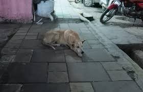Stray Dog Kills Ten People in Suryapet Attack