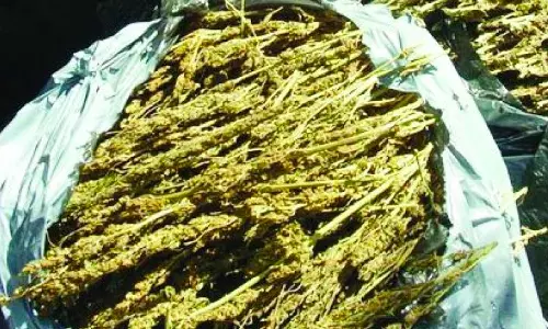 Andhra Pradesh: 17 Smugglers, Including 2 Juveniles, Held With Ganja