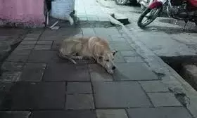 Stray Dog Killed After Biting 10 People In Suryapet Stray Dog Killed After Biting 10 People In Suryapet
