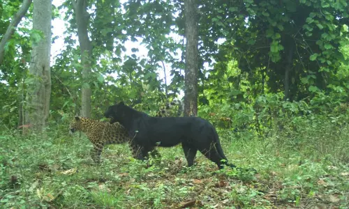 Chhattisgarh : Rare black panther sighted in Achanakmar tiger reserve