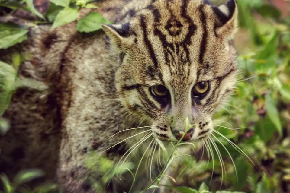 Fishing Cat Census To Be Taken Up in Krishna Sanctuary Soon Fishing Cat Census To Be Taken Up in Krishna Sanctuary Soon
