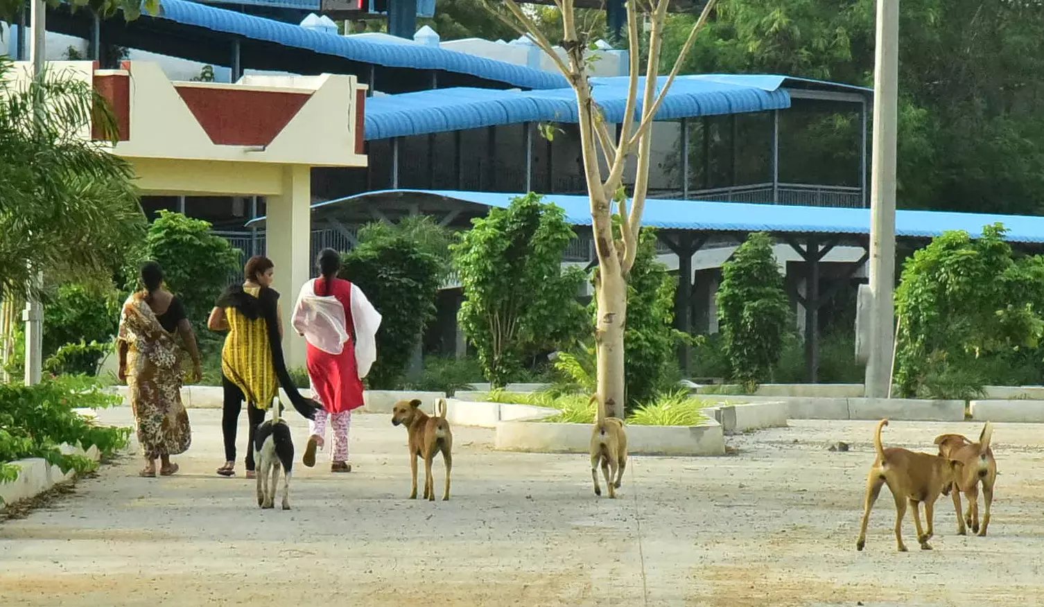 Dog that terrorised Balanagar caught Dog that terrorised Balanagar caught
