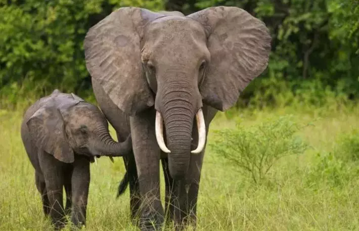 Elephant Count Goes up to 3,063 in Tamil Nadu Elephant Count Goes up to 3,063 in Tamil Nadu