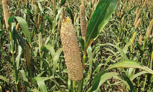 MP to Include Millets in PDS