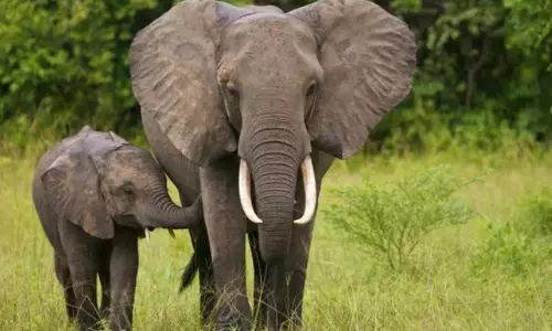 Elephant Count Goes up to 3,063 in Tamil Nadu