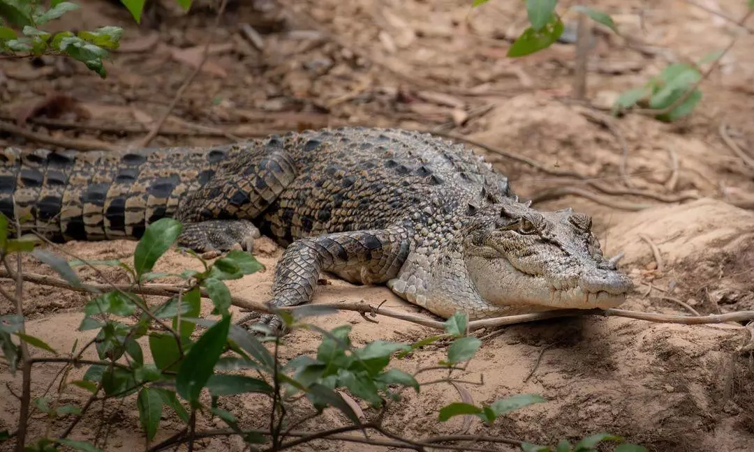 Human Remains Found Inside a Crocodile In Australia Believed To Be That of a 40-Year-Old Tourist