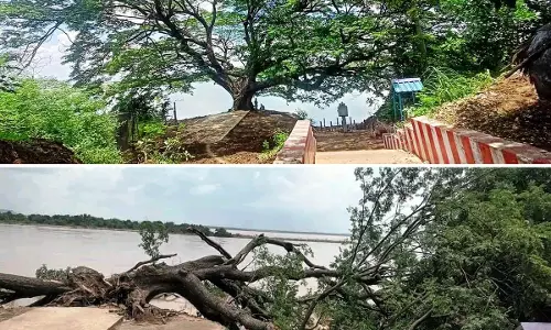AP: Collapse of 150-Year-Old Movie Tree Leaves a Village in Mourning