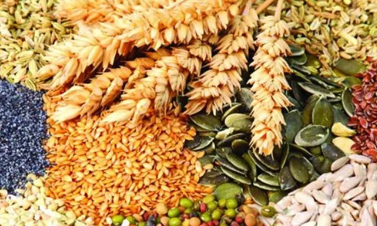 Tribal Farmers Seek Compensation for Fake Maize Seeds