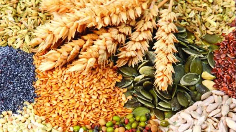Tribal Farmers Seek Compensation for Fake Maize Seeds