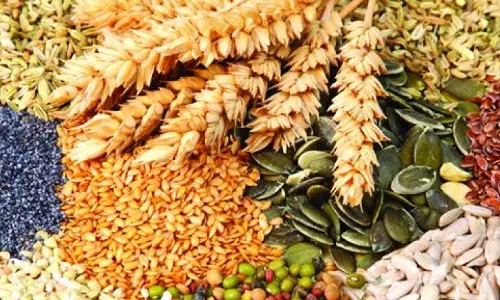 Tribal Farmers Seek Compensation for Fake Maize Seeds