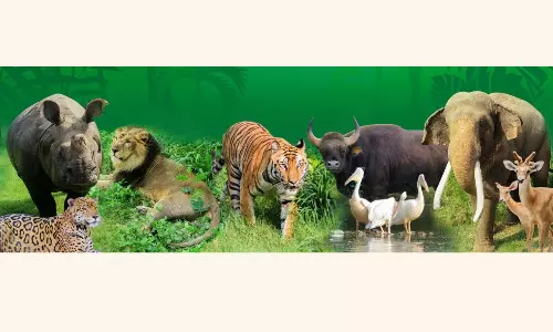 Delhi Zoos novel offer: Adopt an animal to mark a special occasion