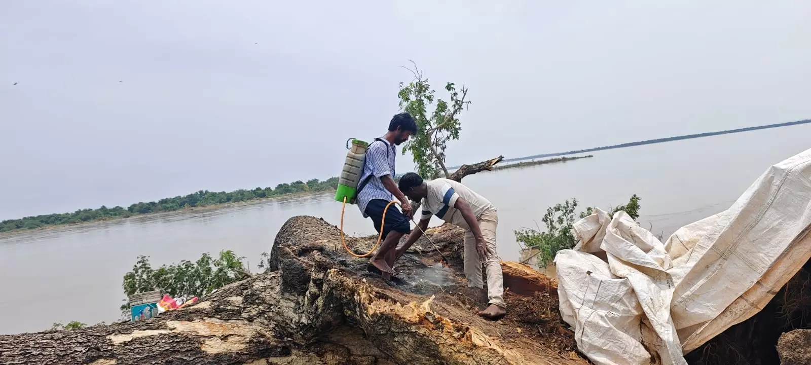 Movie Tree To Be Revived at Kumaradevam Movie Tree To Be Revived at Kumaradevam