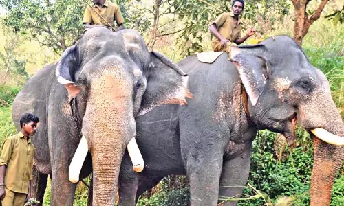 Kurupam Looks to Karnataka for Kumki Elephants Amidst Attacks