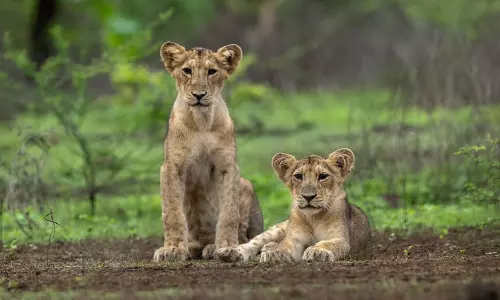 World Lion Day: PM Modi shares stunning pictures, lauds conservationists