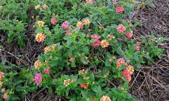 Exotic shrub invasion escalates human-elephant conflicts in Chhattisgarh, says Experts