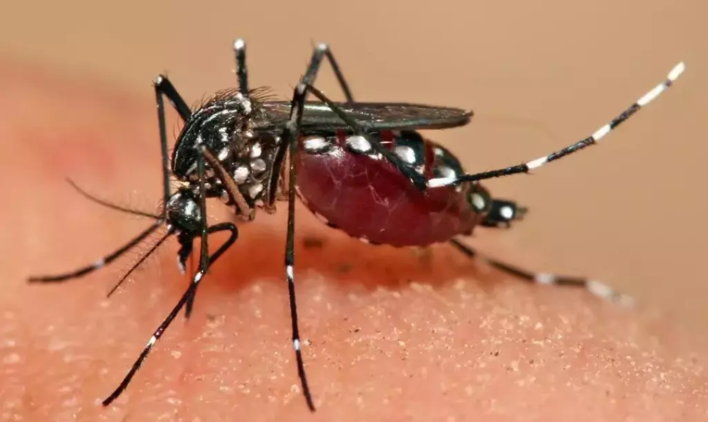 Initiate strict measures to check spread of dengue, MA&UD principal secretary directs officials Initiate strict measures to check spread of dengue, MA&UD principal secretary directs officials