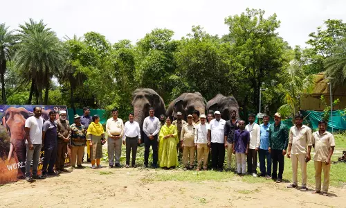 Hyderabad: Jumbos Feast at Zoo Park on World Elephant Day