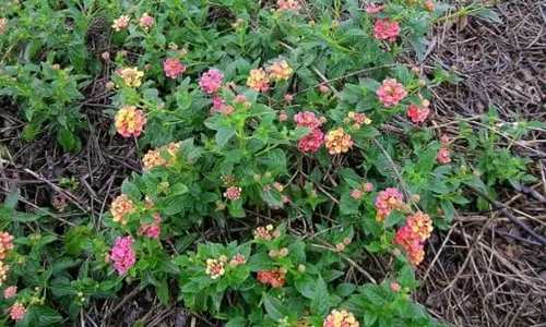 Exotic shrub invasion escalates human-elephant conflicts in Chhattisgarh, says Experts