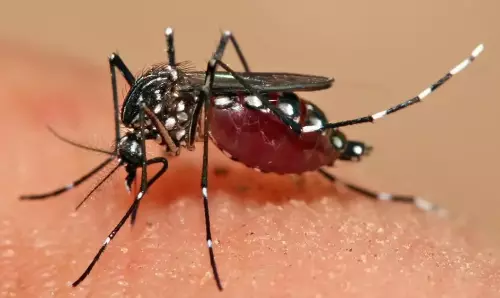 Initiate strict measures to check spread of dengue, MA&UD principal secretary directs officials