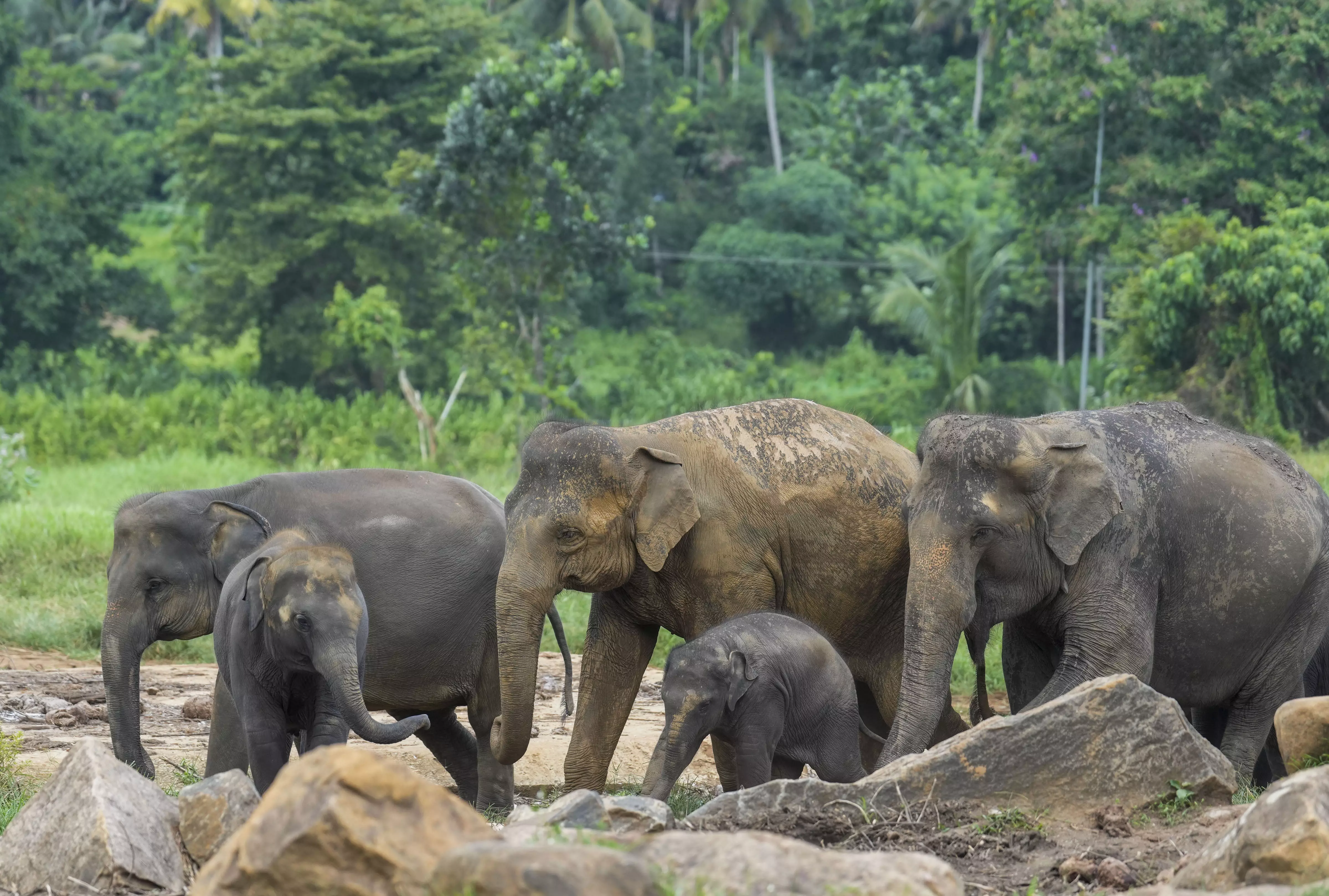 Elephant census delayed in northeast; final count likely in June 2025 Elephant census delayed in northeast; final count likely in June 2025