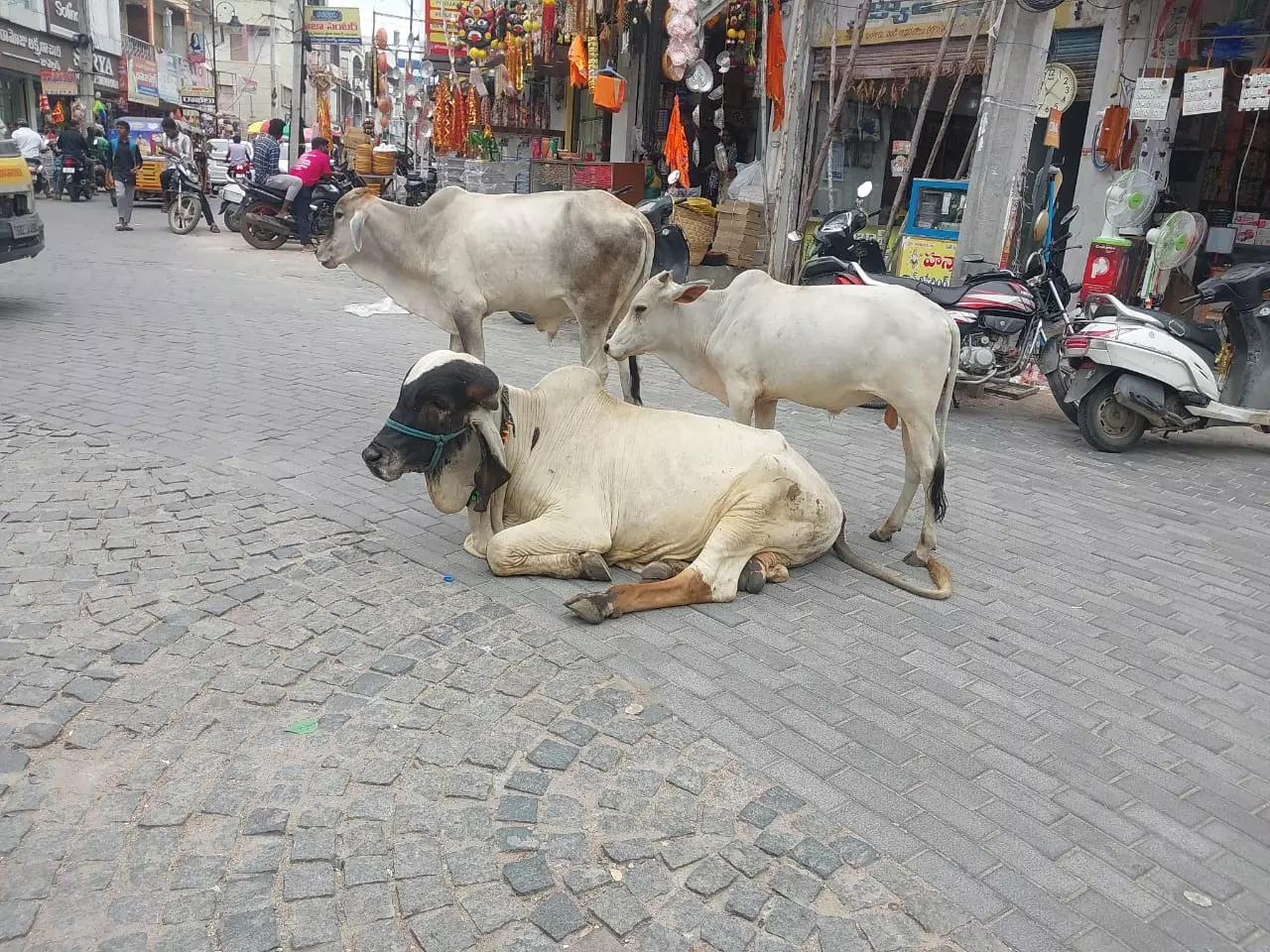 Activist Seeks Court Action to Protect Stray Cows in Karimnagar Activist Seeks Court Action to Protect Stray Cows in Karimnagar