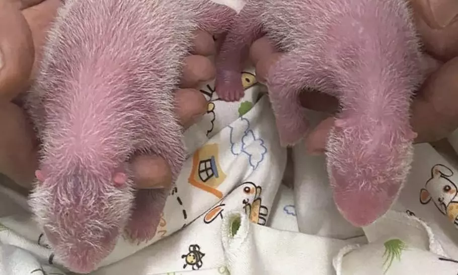 Hong Kong Welcomes the Birth of its First Locally Born Giant Pandas Hong Kong Welcomes the Birth of its First Locally Born Giant Pandas