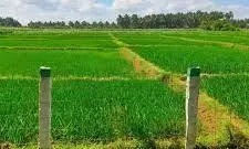 New Law Enables Andhra Pradesh Farmers to Access Lands, Lay Roads New Law Enables Andhra Pradesh Farmers to Access Lands, Lay Roads