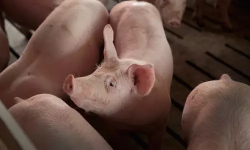 Islamic scholar criticises DYFIs pork challenge in Kerala