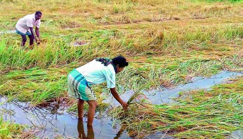Heavy Rains Disrupt Road Connectivity and Inundate Crops in Adilabad