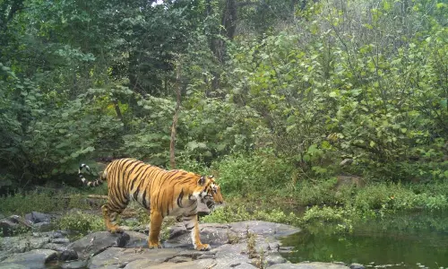 Government Okays Relocation of 4 Villages from Within Amrabad Tiger Reserve Government Okays Relocation of 4 Villages from Within Amrabad Tiger Reserve